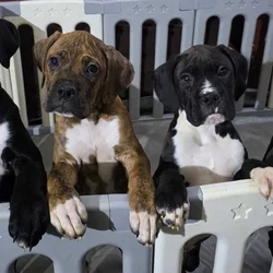 Pure Bred Boxer Pups in Missouri