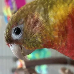 Green Cheek Conure