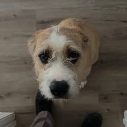 Adopt Lily