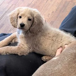 Male cockapoo puppy