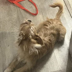 Small dog for sale