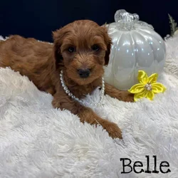F1BB GoldenDoodle Girls