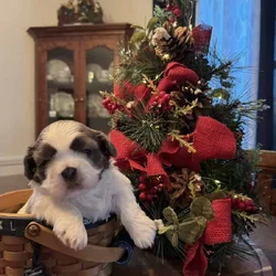 Bella's Puppies are ready for a new home!