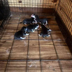 Alaskan Husky Puppies