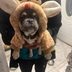 Xmas Puppies