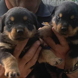 AKC GERMAN ROTTWEILER PUPPIES