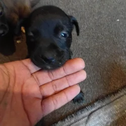 Beautiful baby pups