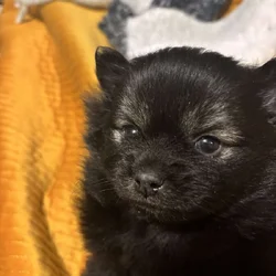Pom puppy