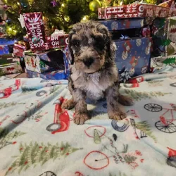 Sheepadoodle F1B Standard