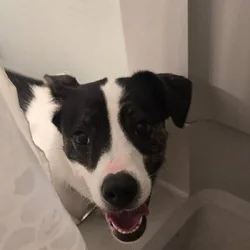 Looking to rehome