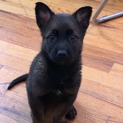 Belgian Malinois pups 8 weeks old
