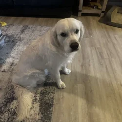 English cream golden retriever