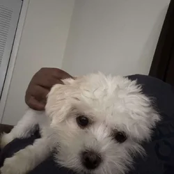 1-Year-Old Shih Tzu / Maltese Mix – Sweet, Loving,