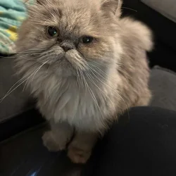 Persian cat