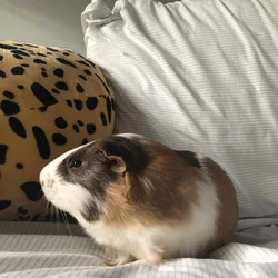 2 Male Guinea Pigs.