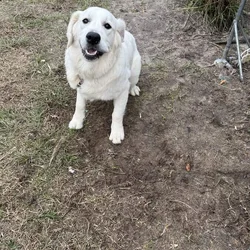 Golden Retriever Puppy (cream/white)