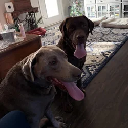 Labradors for adoption