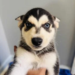 Puppies for sale