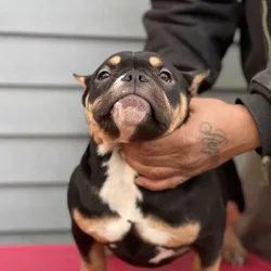5 month old black tri pocket female