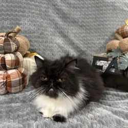 Black & White Persian Female Cat