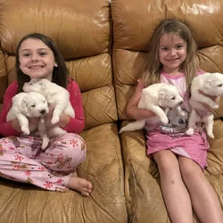 Beautiful Great Pyrenees Puppies for sale