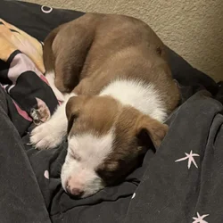 Purebred puppies