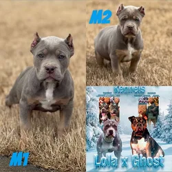 American Bully Puppies
