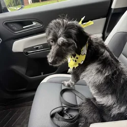Lovable dog