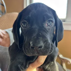 Boweimer pups