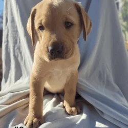 Golden Retriever and Chocolate lab pups