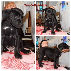 5 Presa Canario Puppies