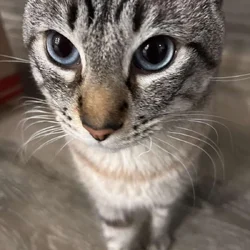 The Lovely Simon