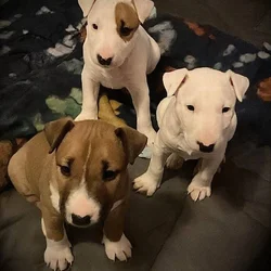 AKC Bull Terrier puppies for Sale