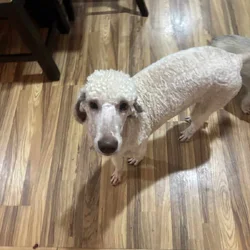 Rehoming 8 Month Old Female Standard Poodle