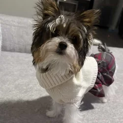 Biewer Yorkie