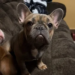 French bulldog