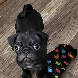 Black pug puppy