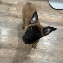 4 Belgian Malinois Puppies for Sale