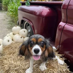 King Charles Spaniel for sale