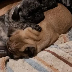 Brindle female pug