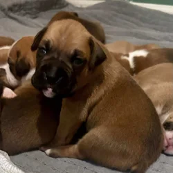 AKC boxer puppies raised in the home parents healt