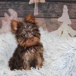 Yorkie Puppies