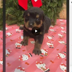 German Rottweiler puppies