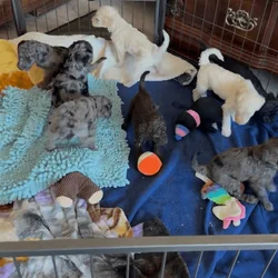 Adorable Goldendoodle Puppies Available