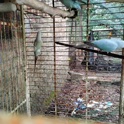 Indian ringnecks