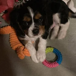 Cavalier puppies