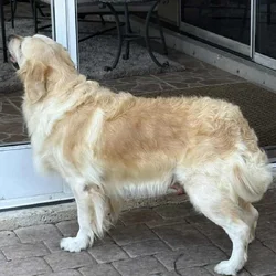 Forever home