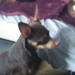 💯 Percent pure breed miniature pincher puppys