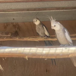 Cockatiel