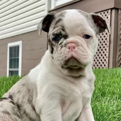 Puppy For Rehoming